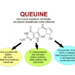 Queuina: vitamina essenziale per la sintesi proteica e del BH4