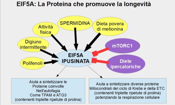 Longevità, autofagia e respirazione mitocondriale sono stimolate dalla proteina eIF5A-IPUSINA