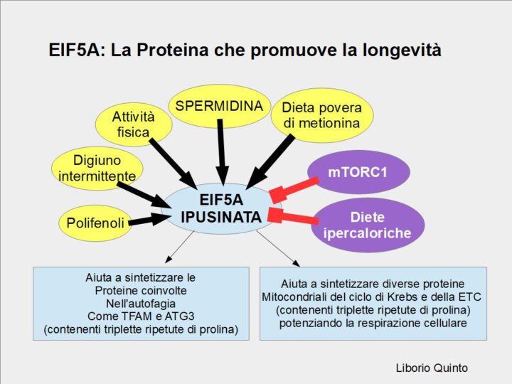 Longevità, autofagia e respirazione mitocondriale sono stimolate dalla proteina eIF5A-IPUSINA