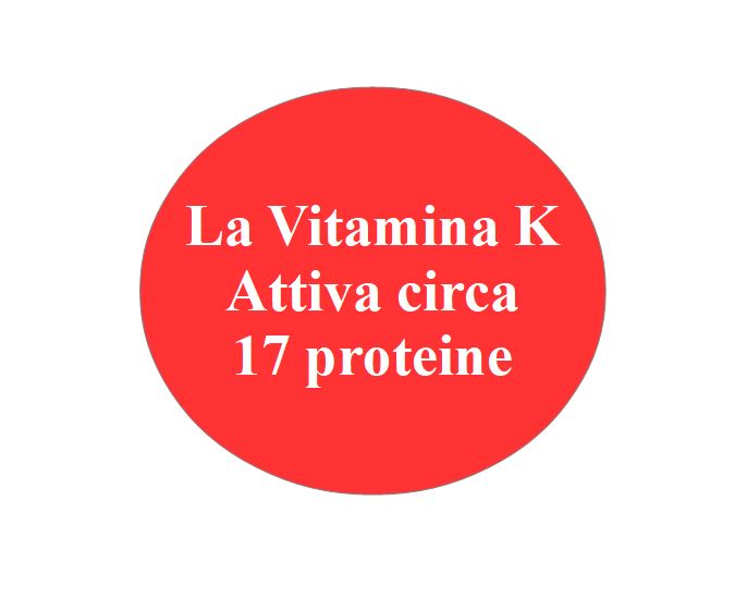 La Vitamina K quante proteine attiva? La vitamina K attiva circa 17 proteine