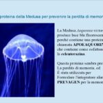 Apoaequorin della medusa per migliorare la memoria