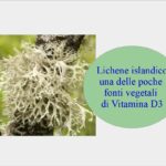 Vitamina D3 vegetale prodotta dal lichene islandico