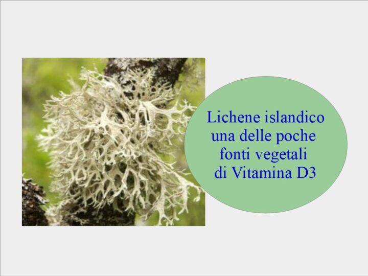 Vitamina D3 vegetale prodotta dal lichene islandico