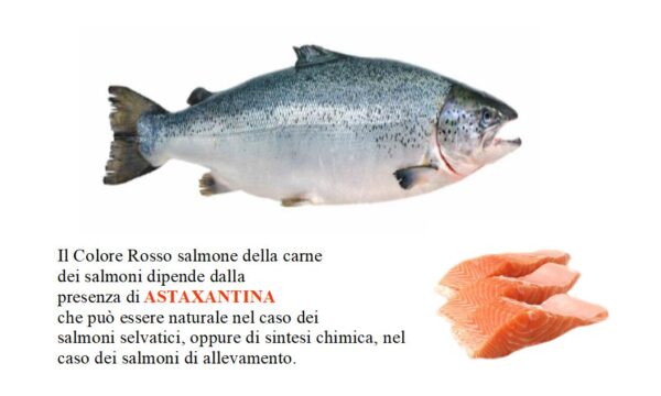 Astaxantina sintetica nei salmoni di allevamento