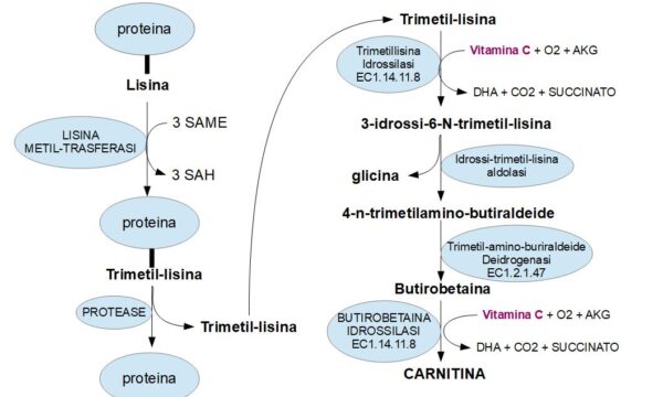 Vitamina C precursore della carnitina