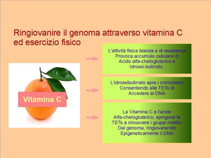 Ringiovanire il genoma con Vitamina C ed esercizio fisico