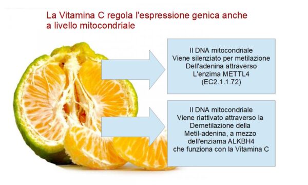 Vitamina C e modulazione genetica mitocondriale