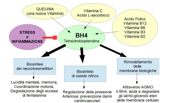 BH4 motore della salute