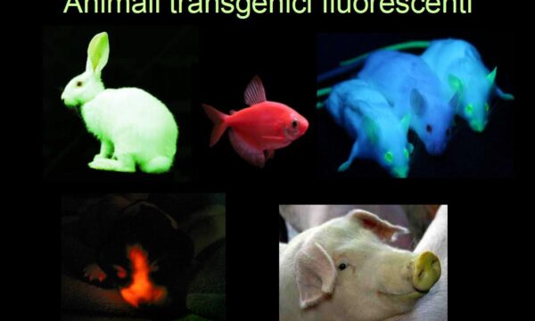 Animali fluorescenti creati in laboratorio