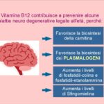 La Vitamina B12 aumenta i Plasmalogeni
