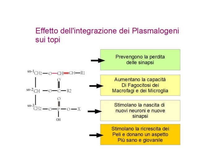 Effetto dell'integrazione alimentare di plasmalogeni in cavie di laboratorio
