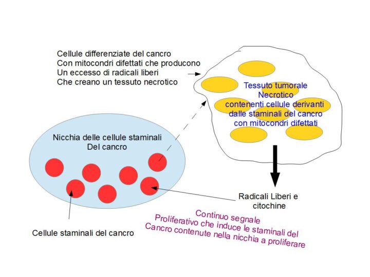 Dal difetto mitocondriale delle cellule staminali può svilupparsi il cancro (ipotesi)