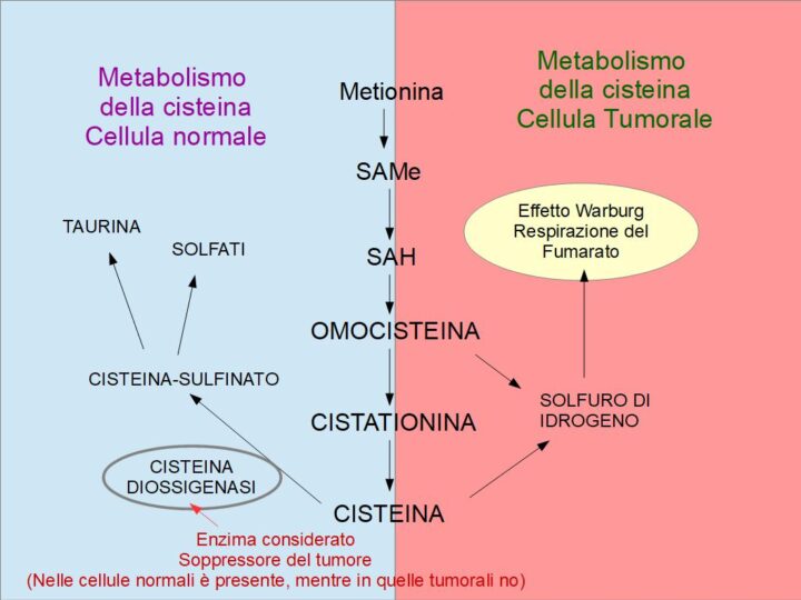 Il Ruolo della Cisteina diossigenasi nel cancro