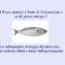 La Selenoneina: Un antiossidante contenuto nel pesce azzurro