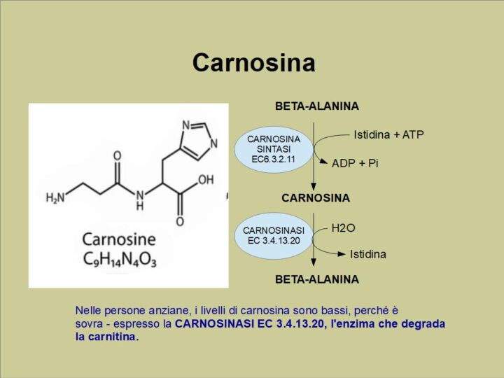 Proprietà anti-aging della carnosina e beta-alanina - negli anziani la carnosina è bassa perché è sovraespresso l'enzima carnosinasi che degrada la carnitina.