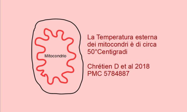 La Temperatura dei Mitocondri è di circa 50°C