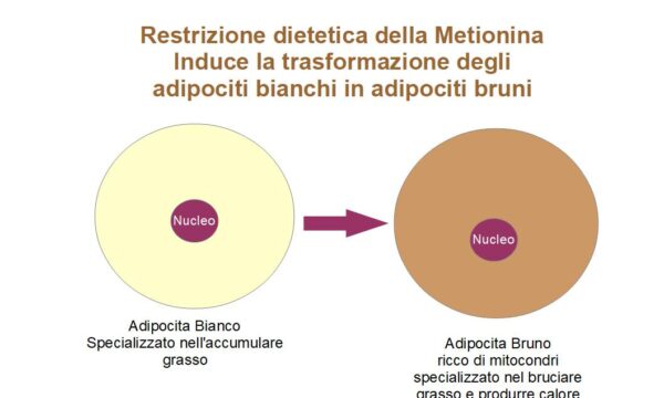 La restrizione dietetica della metionina aumenta il tessuto adiposo bruno