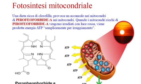 Luce rossa e fotosintesi mitocondriale