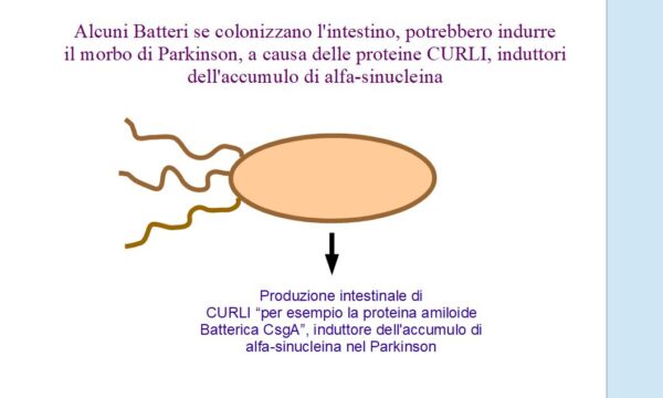 Alcuni batteri intestinali potrebbero causare il Parkinson